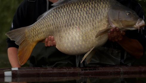 A carp from Emeraude, Jul 2024