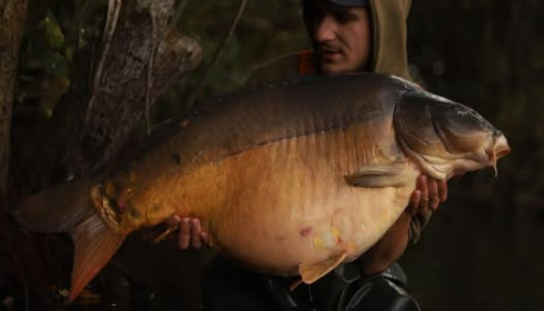 A carp from Emeraude, Nov 2024