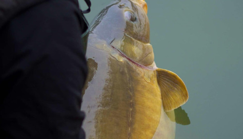 A fish from Emeraude, Oct 2024