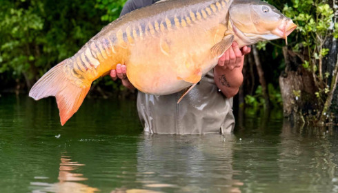 A carp from Emeraude, Jun 2025