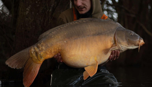 A carp from Emeraude, Dec 2024