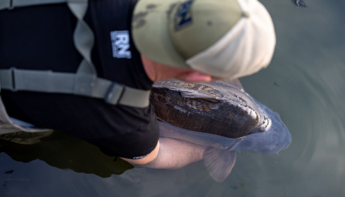 A carp from Emeraude, Apr 2024