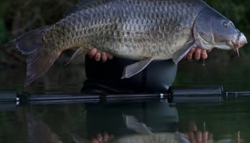 A carp from Emeraude, Jul 2025