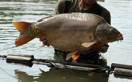 A carp from Emeraude, Aug 2025