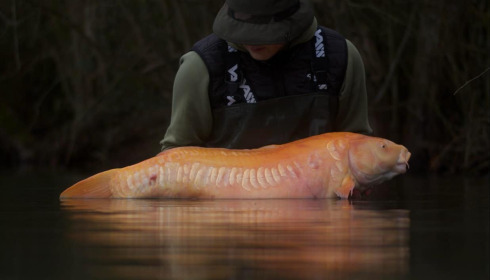 A carp from Emeraude, Dec 2024
