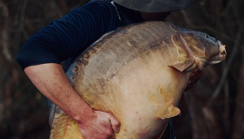 A carp from Emeraude, Dec 2024