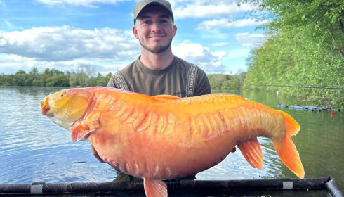 A carp from Emeraude, May 2024