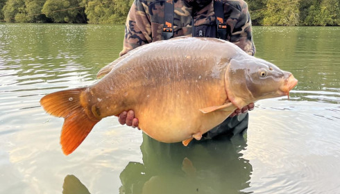 A carp from Emeraude, Oct 2024
