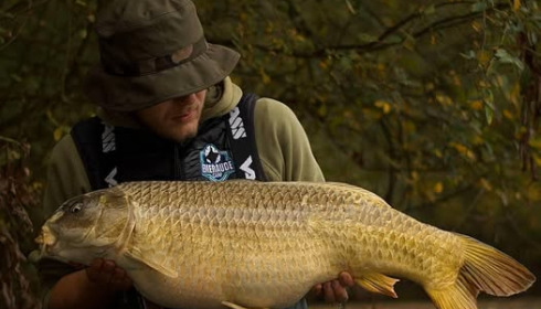 A carp from Emeraude, Nov 2024