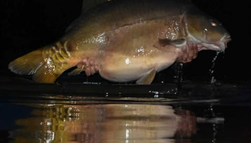A carp from Emeraude, Oct 2025
