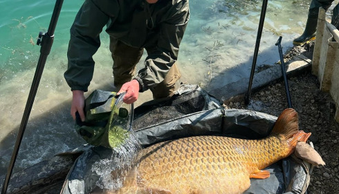 A 84 lb carp from Evaro, Apr 2025