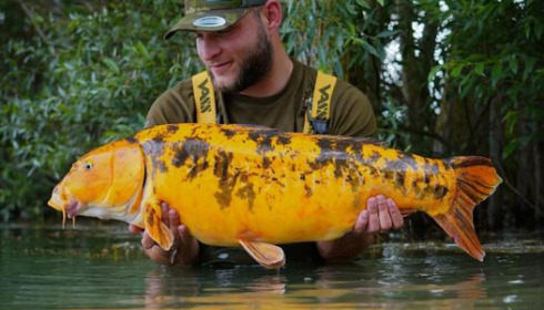 A carp from Fullys Lake, Jun 2024