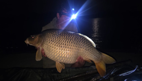 A carp from Fullys Lake, Alex Driver, Aug 2025