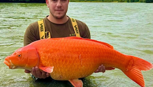 A 35 lb fish from Fullys Lake, orange koi, Aug 2025