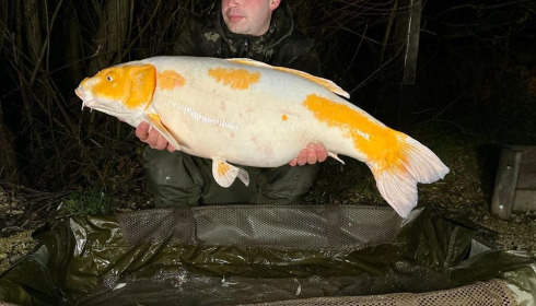 A carp from Fullys Lake, Dec 2023