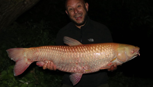 A grass carp from Fullys Lake, Dave Jones, Aug 2025