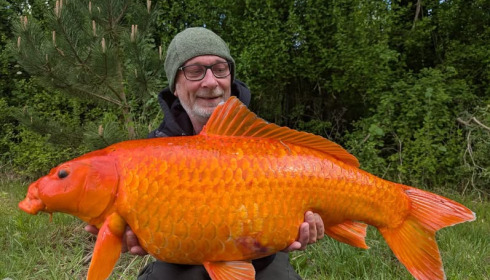 A carp from Fullys Lake, Apr 2025