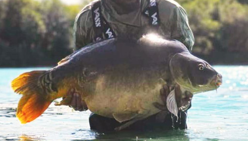 A carp from Golden Carp Lake, Sep 2023