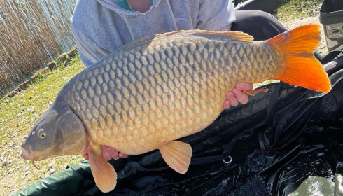 A 45 lb 11 oz carp from Golden Carp Lake, Gavin Bamford, Feb 2024