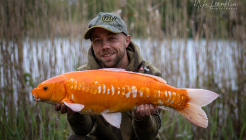 A fish from Golden Carp Lake, Koi, Apr 2024