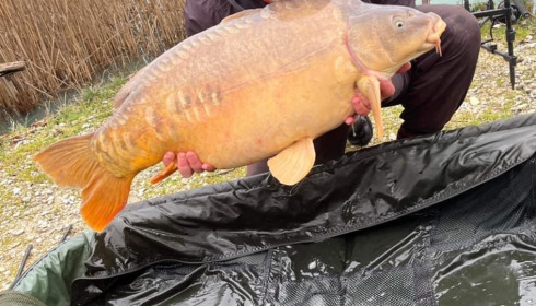A 39 lb carp from Golden Carp Lake, Gavin Bamford, Feb 2024