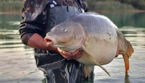 A carp from Golden Carp Lake, Sep 2023