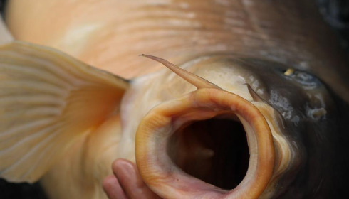 A carp from Grandes Cimes, Oct 2024