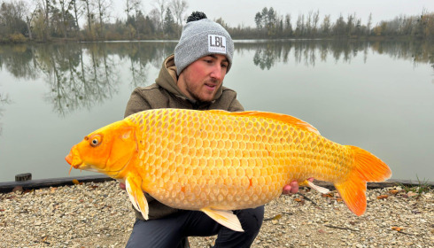 A carp from Grandes Cimes, New Stock, Nov 2023