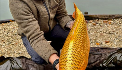 A carp from Grandes Cimes, New Stock, Nov 2023