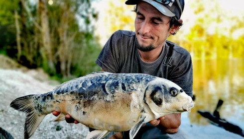 A carp from Grandes Cimes, Jan 2022