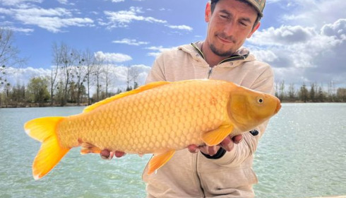 A carp from Grandes Cimes, New Stock, Jan 2022