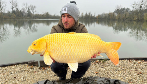 A carp from Grandes Cimes, New Stock, Nov 2023