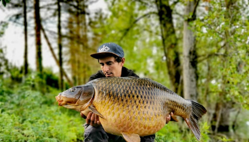 A carp from Grandes Cimes, Jan 2022