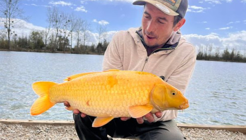 A carp from Grandes Cimes, New Stock, Jan 2022