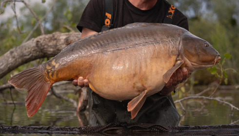 A carp from Grandes Cimes, Jul 2024