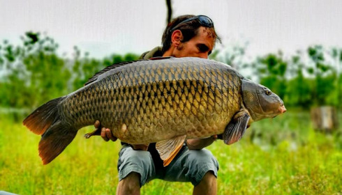 A carp from Grandes Cimes, Jan 2022