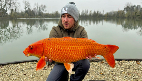 A carp from Grandes Cimes, New Stock, Nov 2023