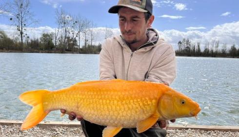 A carp from Grandes Cimes, New Stock, Jan 2022