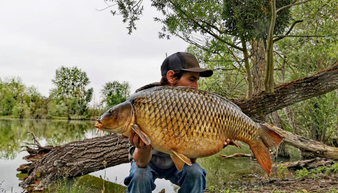 A carp from Grandes Cimes, Jan 2022