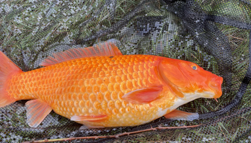A carp from Heart Lake, Craig Brewin (Small Lake), Apr 2024