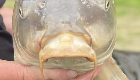 A fish from Jonchery 7, Sep 2023