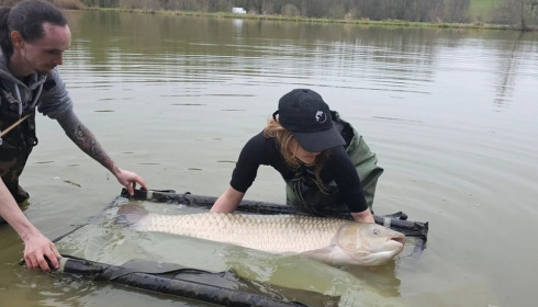A carp from Jonchery 8, Apr 2023