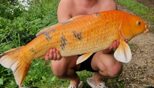 A carp from Jonchery, Aug 2025