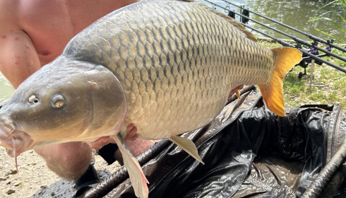 A carp from Jonchery, Lewis Hull, Jun 2025