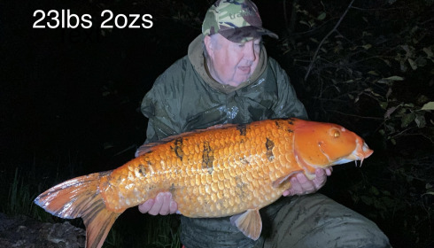 A fish from Jonchery, A beautiful orange koi carp, Oct 2024