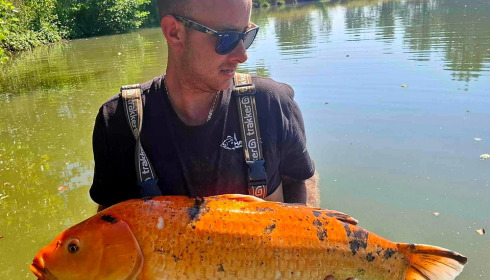 A carp from Jonchery, Jun 2024