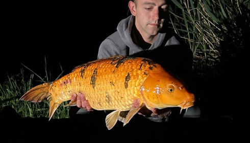 A carp from Jonchery, May 2024