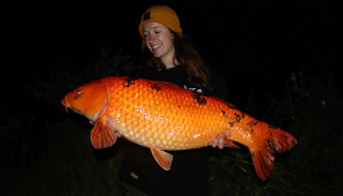 A carp from Jonchery, Sep 2025