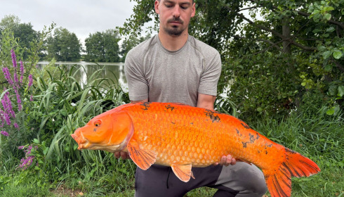 A carp from Jonchery, Jul 2025