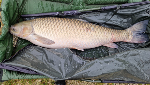 A 52 lb 8 oz fish from Jonchery, grass carp matt shot only, May 2025